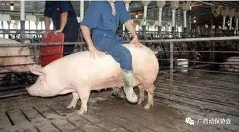 猪人工授精的技术要领