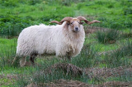 生肖羊运程 生肖羊配对 生肖羊性格 属羊运势 