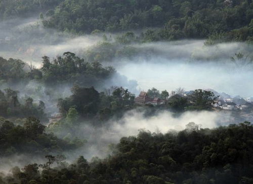 野性与驯服 秘境里的古茶王 特别策划