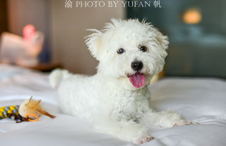 与国际接轨,重庆出现首家可带宠物入住的国际豪华酒店