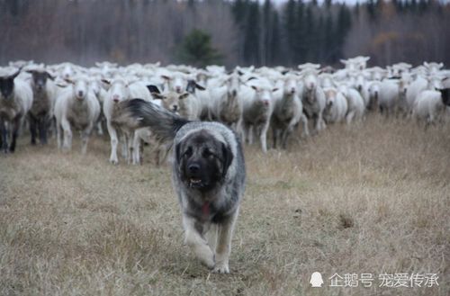 此犬融合高加索犬与德牧的基因,将取代罗威纳犬,成为顶级防暴犬