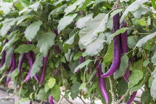 地方特色蔬菜品种紫黑茄子种植技术与管理「地方特色蔬菜品种紫黑茄子种植技术」