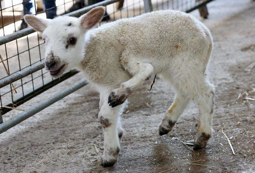 百万分之一的概率 英国出生一只五条腿小羊羔