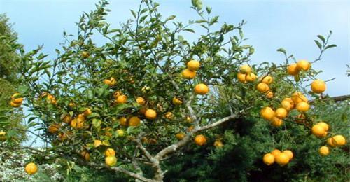 柠檬种植技术和方法,家庭栽柠檬的方法及灌水