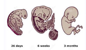 怀孕前三个月最难熬,胎儿怕胎停畸形,孕早期通关宝典,助你好孕