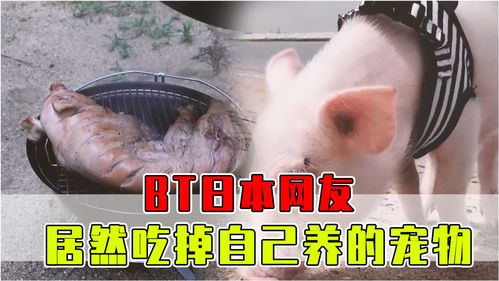 日本网友能有多离谱 把猪当成宠物养大,然后吃掉它 