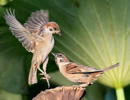 麻雀是害鸟,为何如今却被列为国家二级保护动物 国人看完沉默了