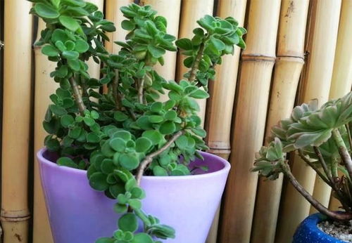 夏天家里放什么盆栽植物好 试试3种,能驱蚊能观赏有的还能食用