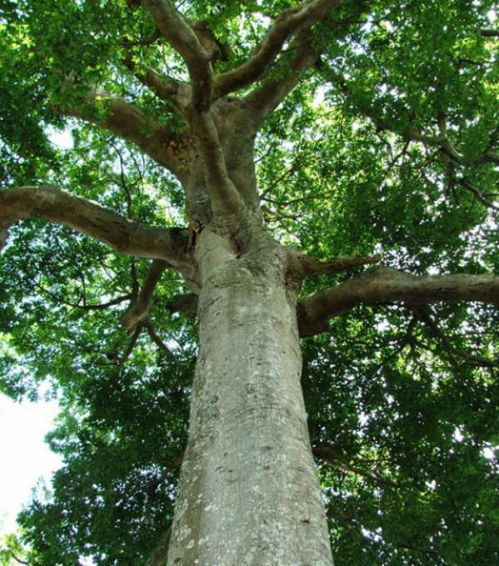 这种树常被用于军事战争,其毒性极强,如今被列入国家级保护植物