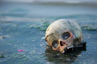 印度圣河遭严重污染 活人与浮尸共浴 