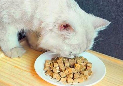 猫咪吃东西也能预防心脏病 饮食管理做得好,猫咪无事活到老