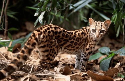 厉害了 罗平拍摄到国家二级保护野生动物豹猫活动踪迹...