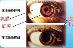 当人从亮到暗的地方,人眼的瞳孔是从大变小. 