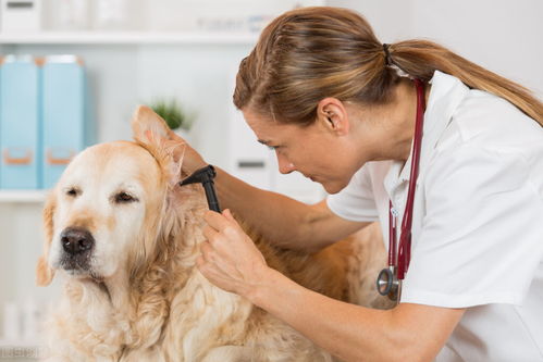 宠物猫狗 传染性肝炎 的症状诊断和治疗方法及预防措施等