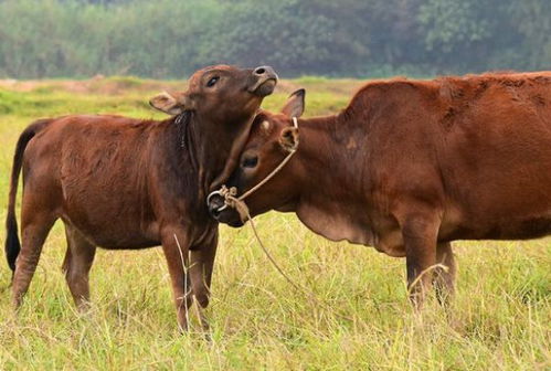 生肖牛的婚姻与运势 一生有2个 桃花 贵人,家有属牛的速看