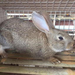 比利时野兔种兔散养场地建设批发采购最新价格