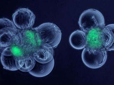 胚胎干细胞转染
