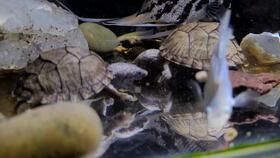 红面蛋龟几厘米开始发色,红面苗子多久可以发色？