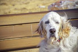 老年犬有痛说不出 了解狗狗老年的常见疾病,帮它们安度幸福晚年