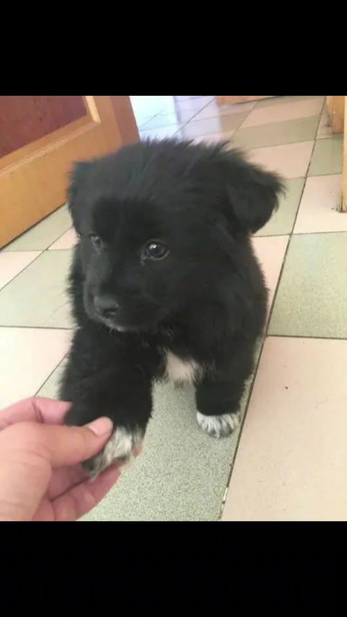 买了一只小黑狗,起个什么名字好 不带黑字,但是一听就知道是黑色的 