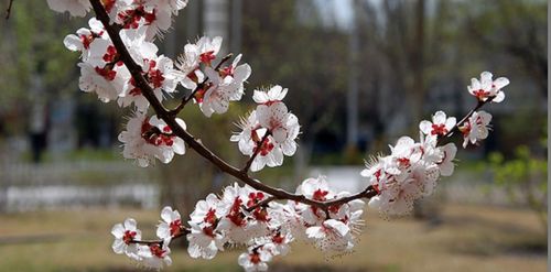 杏花枝头春意闹