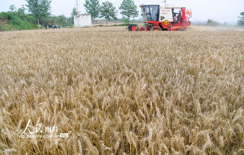 2023年种小麦的最佳时期 2023年河南几月种麦子