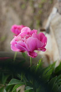 芍药,花,粉色 