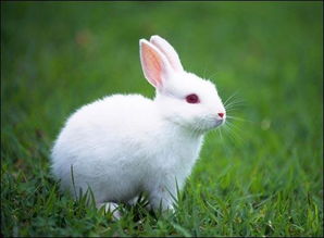 小兔子的资料,小兔子的资料和介绍