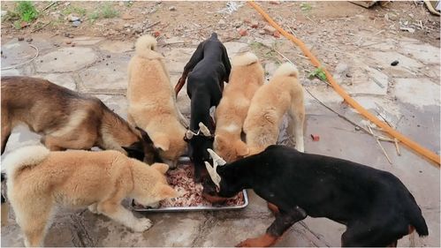 马犬和杜宾犬秋田犬抢食物,谁才是猎犬中的王者 来看看 