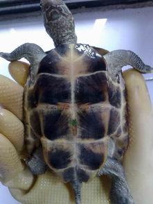 我想知道这只草龟是公的还是母的 