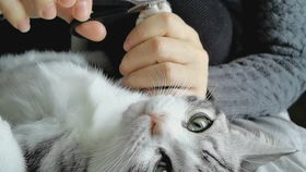 如何给你的猫剪指甲