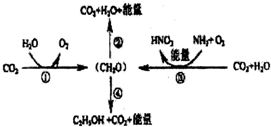 核糖体在哪里合成(核糖体在什么地方合成)