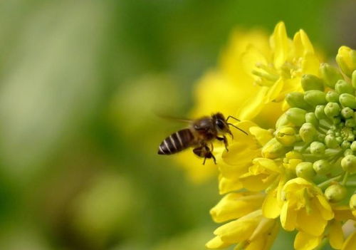 关于蜜蜂采花的诗句