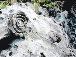 都安石头开花景区门票 河池都安石头开花景区攻略 地址 介绍 在哪里 景点好玩吗 