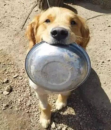 网友救了一只金毛狗狗,带回家后金毛吃饭的举动令人心疼