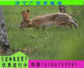 今日广西2到7斤肉兔种兔多少钱一只