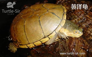 黄泽龟 黄泽蛋龟 黄泥龟 黄泥蛋龟的品相如何养成