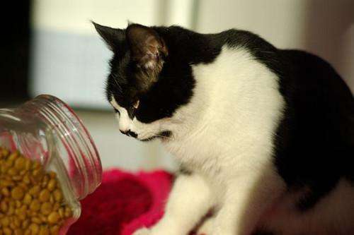 猫咪肾衰竭是猫粮引起的吗