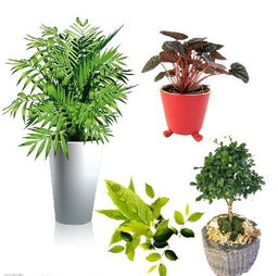 盆栽植物的分类 