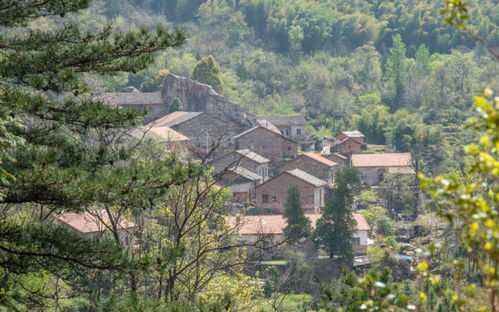 中新网湖北 奔赴乡村振兴的田野,湖北这所高校大学生到大别山调研 