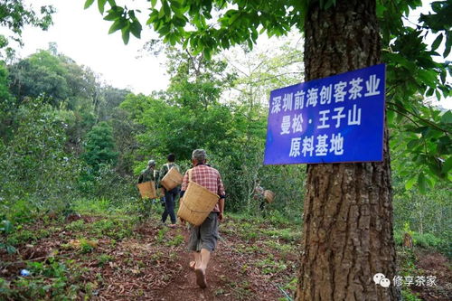 王子山属于什么茶