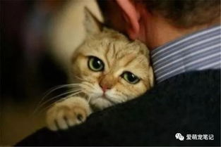 猫咪会流泪 虽不能像人类一样哭泣,却也是通过这种方式表达悲伤