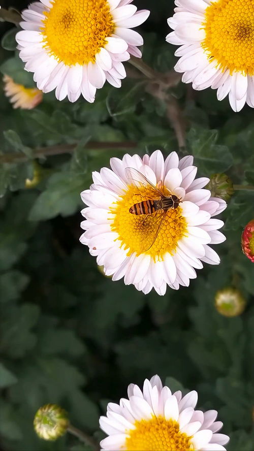 蜜蜂采花唯美视频 
