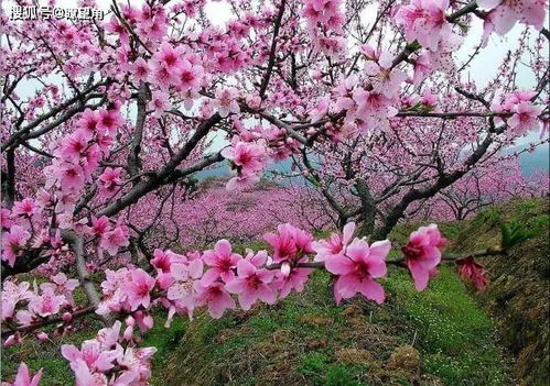 5月底这些星座桃花运暴涨,睁大眼睛,当心遇到烂桃花