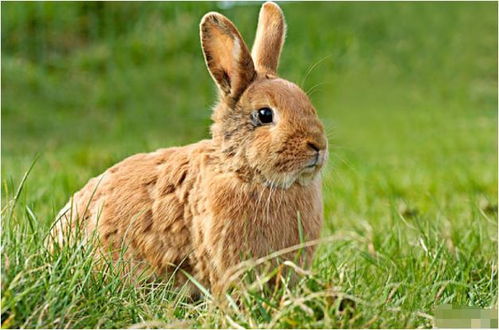 生肖兔 1963年的 兔兔兔 过了55岁属于什么命 一切自有定数