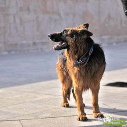 德国牧羊犬如训练何防卫的级别 