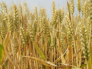 中国哪个地方秋天收小麦 有秋天收的小麦吗