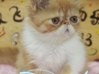 图 暹罗猫的价格 店铺搜 双飞猫 广州宠物猫 