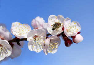 春入怀，暖意盎然——探寻春日温暖的内涵与诗意，春入什么意思