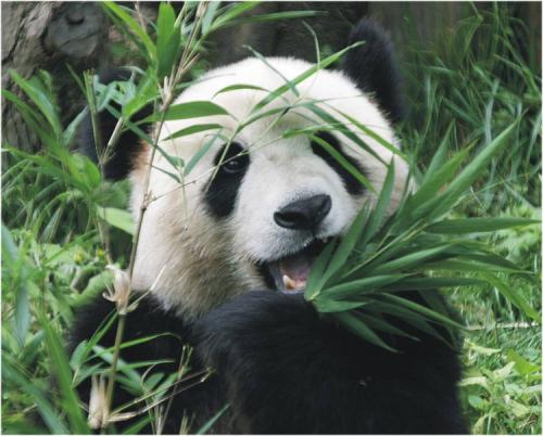 请问大熊猫的天敌是什么 